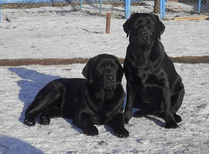 Labradori retriiver (5 foto / 9)