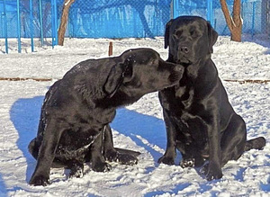Labradori retriiver (6 foto / 9)