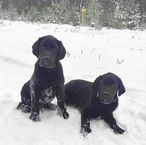 Labradori retriiver (7 foto / 9)