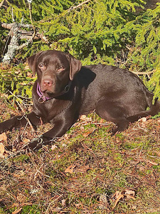 Labradori retriiver (4 foto / 7)