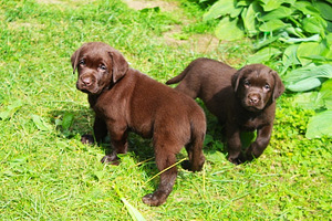Labradori retriiver (4 foto / 9)