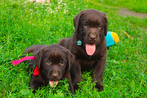 Labradori retriiver (2 foto / 8)