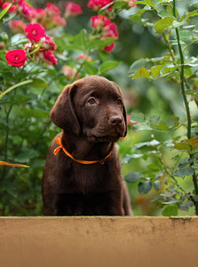Labradori retriiver (1 foto / 4)
