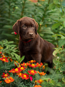 Labradori retriiver (2 foto / 4)