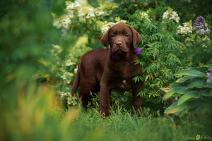 Labradori retriiver (4 foto / 4)