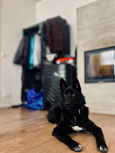 European Russian Laika (1 foto / 5)