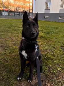 European Russian Laika (3 foto / 5)