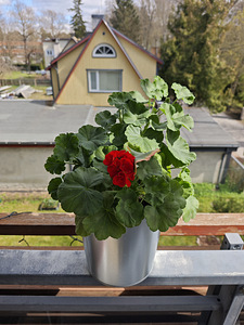 Müüa pelargoon (1 foto / 4)