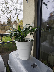 Продам спатифиллум (Spathiphyllum) (1 фото из 6)