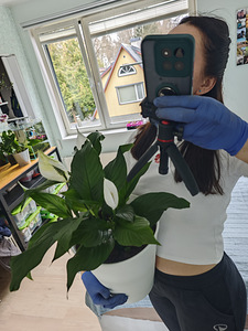 Продам спатифиллум (Spathiphyllum) (5 фото из 6)