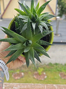 Aloe aristata (Áloe aristáta) (1 foto / 3)