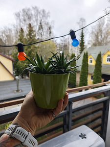 Aloe aristata (Áloe aristáta) (3 foto / 3)