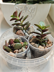 Krasula (crassula) toataim (2 foto / 2)