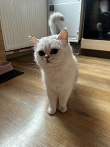 Otsime peigmeest (1 foto / 1)