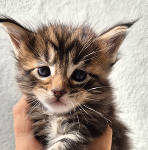 Maine coon – Kissanpennut (2 valokuva sivusta 9)