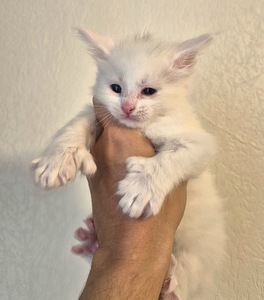 Maine coon – Kissanpennut (6 valokuva sivusta 9)