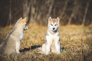 Alaska malamuudi kaks isast kutsikat! (2 foto / 3)