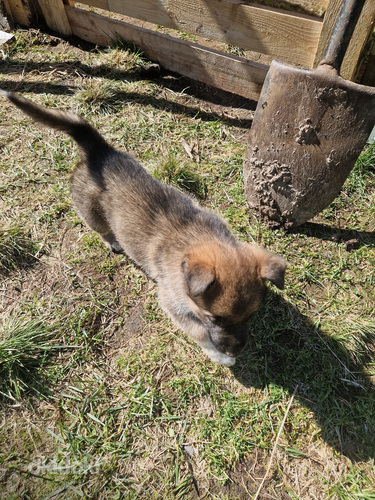 Uros pennut