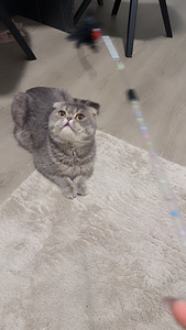 Scottish Fold (2 valokuva sivusta 3)
