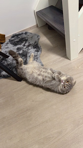 Scottish Fold (3 valokuva sivusta 3)