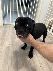 Staffordshirenbullterrieri (2 valokuva sivusta 3)