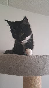 Maine Coon myytävänä (3 valokuva sivusta 6)