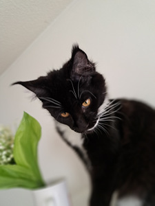 Maine Coon myytävänä (5 valokuva sivusta 6)