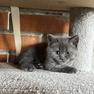Котята (2 фото из 10)
