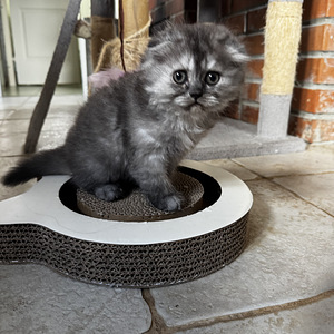 Котята (7 фото из 10)