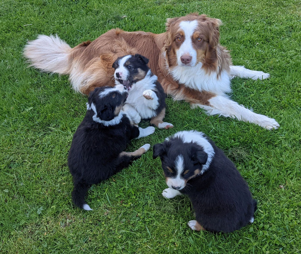 Border-Aussie-kutsikad