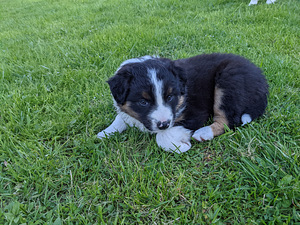 Border-Aussie-kutsikad (4 foto / 5)