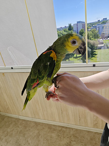 Синилобый Амазон (5 фото из 6)