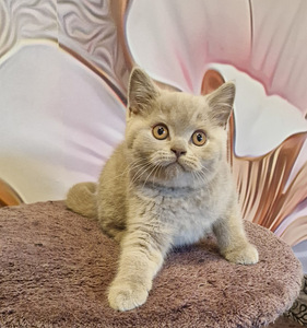 Британские котята
