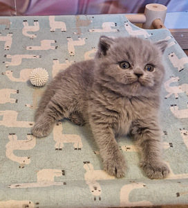 Brittiläiset tytöt (1 valokuva sivusta 2)