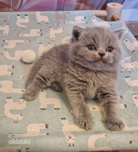 Brittiläiset tytöt