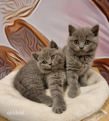 Brittiläiset tytöt