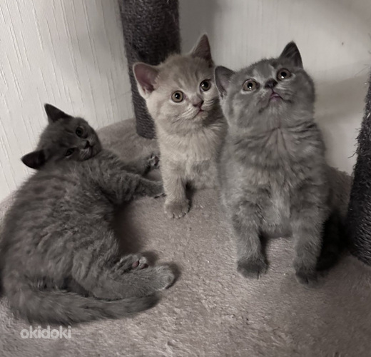 Brittiläiset kissanpennut