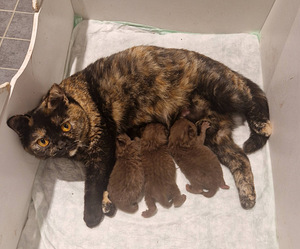 Brittiläiset kissanpennut (1 valokuva sivusta 4)