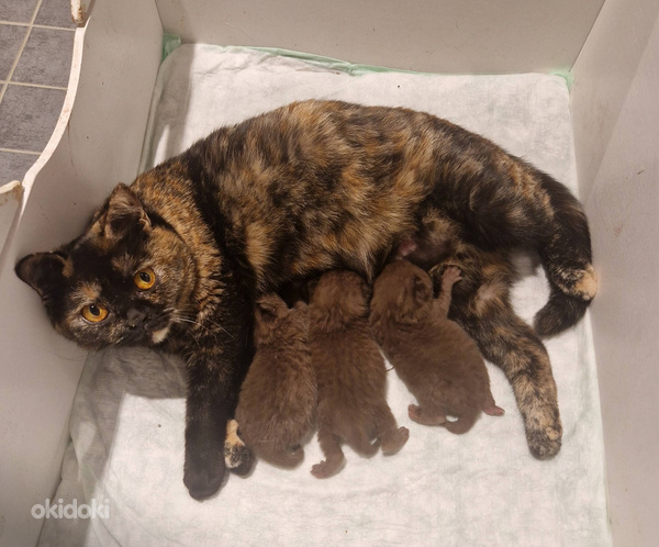 Brittiläiset kissanpennut