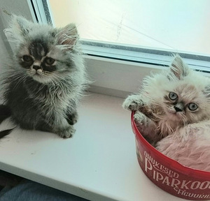 Котята (1 фото из 10)
