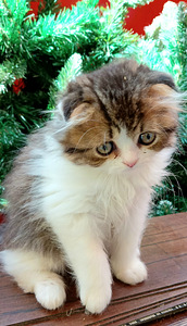 Котята (8 фото из 10)