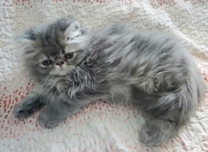 Котята (2 фото из 10)