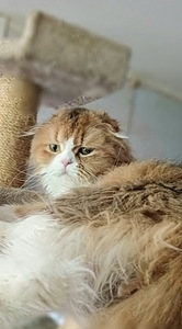 Котята Шотландские (8 фото из 9)