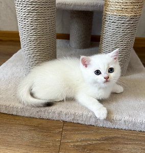 Котята-девочки британской породы (10 фото из 10)
