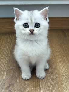 Котята-девочки британской породы (2 фото из 10)
