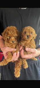 Maltipoo (2 foto / 3)