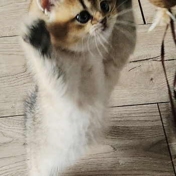 Британские котята