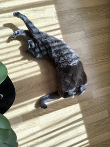 Annan kassi ära (4 foto / 4)