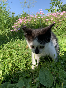 Котёнок, девочка (1 фото из 6)