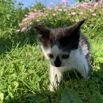 Котёнок, девочка